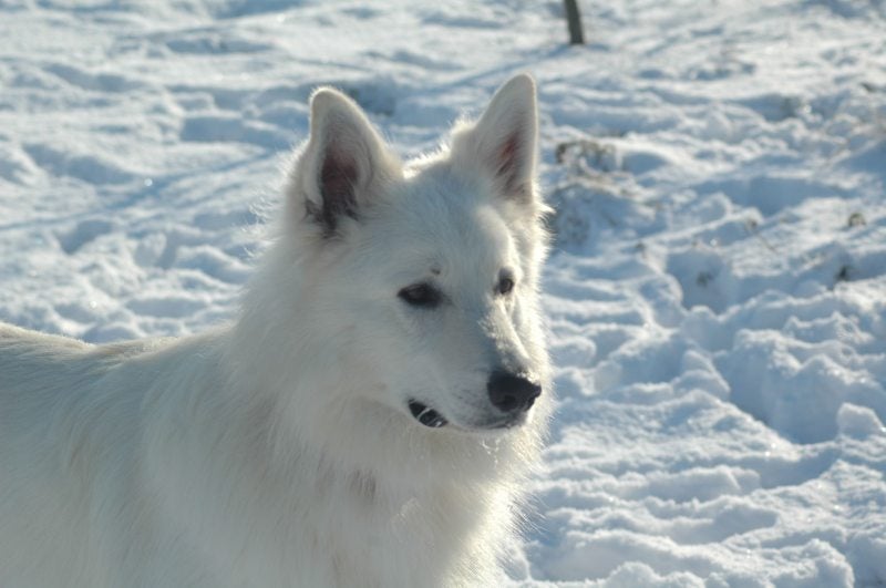 Zaros Keano Adorable White Pearl in de sneeuw