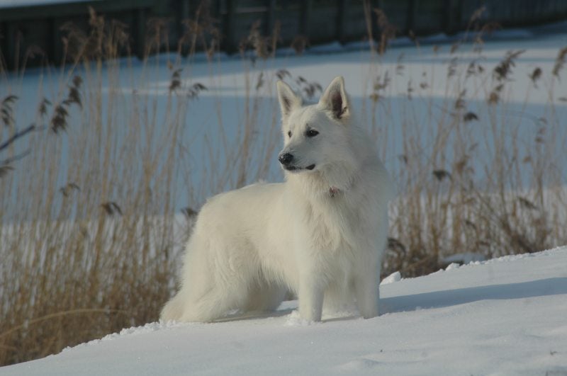 Zaros Keano Adorable White Pearl winterfoto