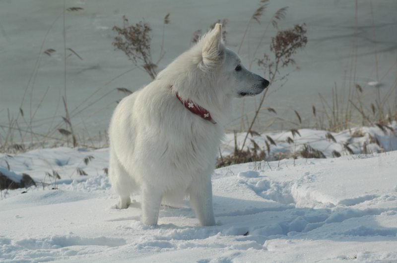 Zaros Keano Adorable White Pearl winterlandschap